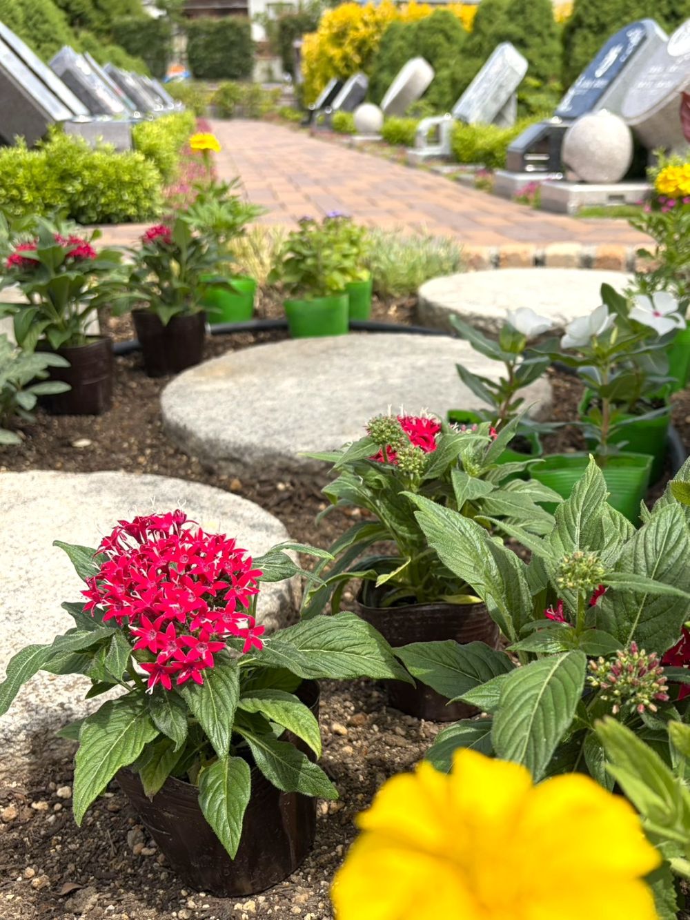 ロイヤルガーデン長野のお花の植え替え